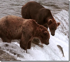 salmon